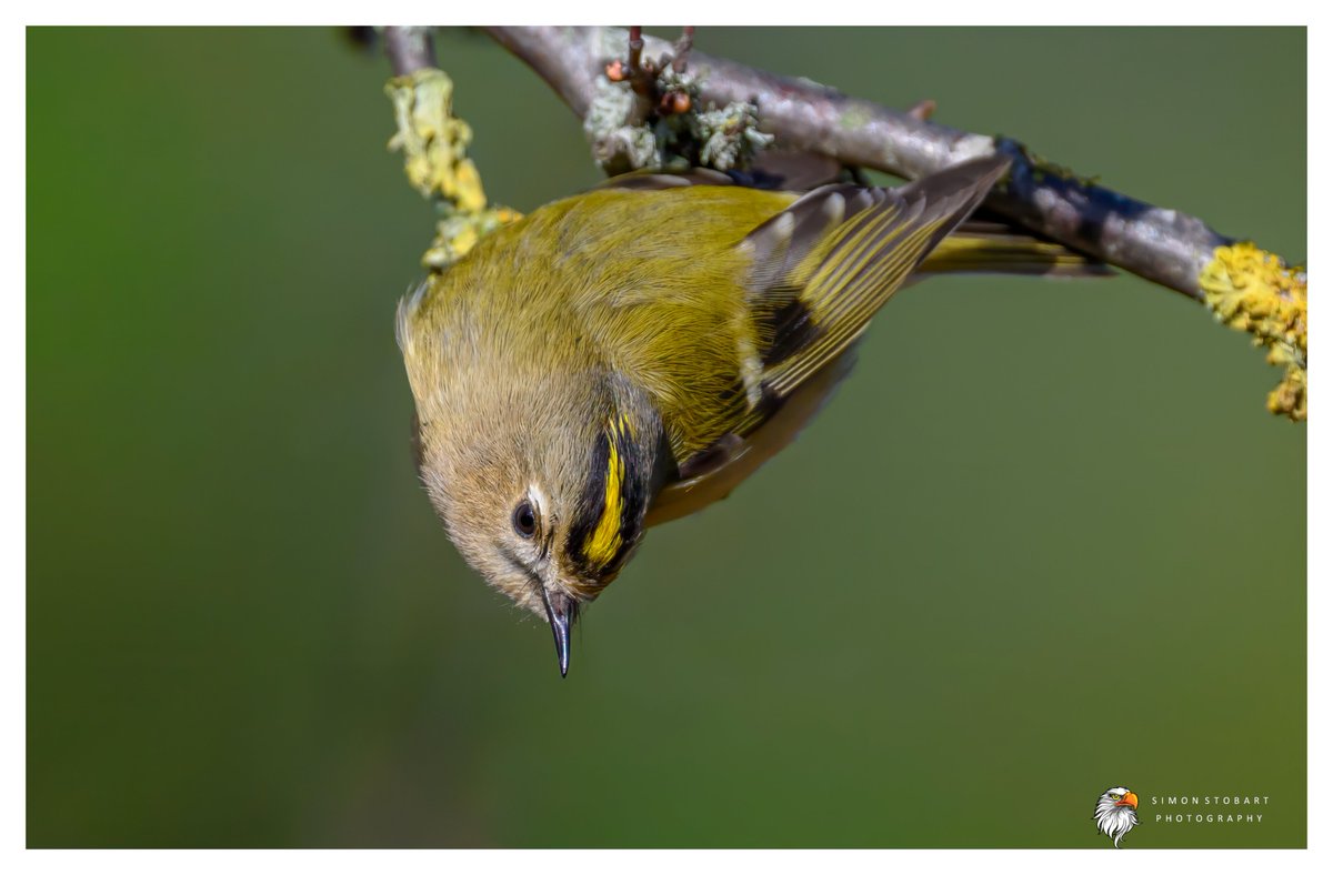 𝙎𝙞𝙢𝙤𝙣 𝙎𝙩𝙤𝙗𝙖𝙧𝙩 🦆🦉🦊 tweet media