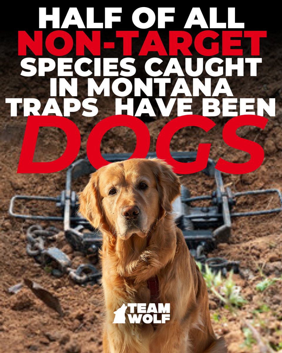 Team Wolf tweet media