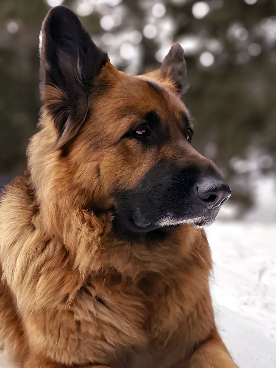 XMirabent's tweet photo. El primer viaje que hacemos los dos solos. Caminamos tras el rastro que dejan otros animales en la tierra helada. Podría estar en el infierno, rodeado de lo peor jamás concebido, y me sabría listo para dar pelea. Gaia es pura perfección evolutiva. #pastoralemán #montaña #nieve https://t.co/c79JQ55G8b