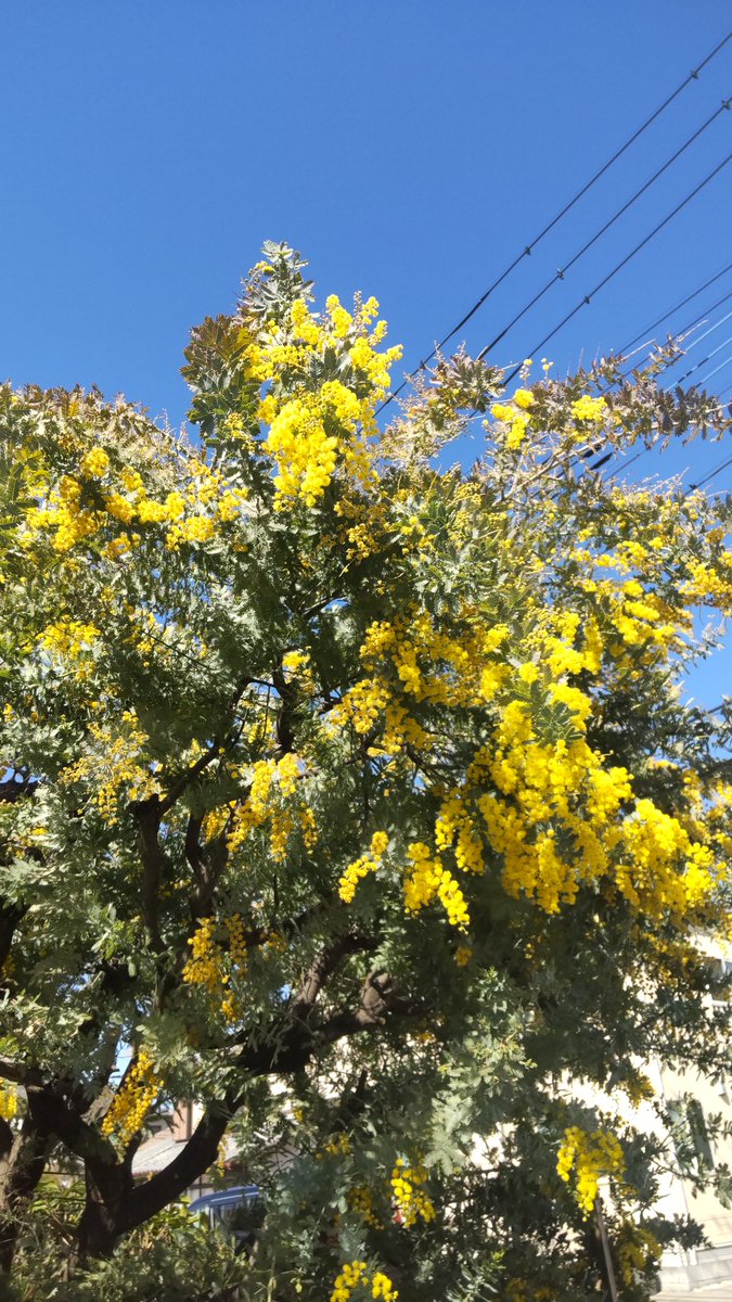 7ryokucha's tweet photo. 今日はミモザの日💛家のミモザアカシア、今年もきれいに咲いてくれました😄可愛い💛 https://t.co/MIWLOxkG51