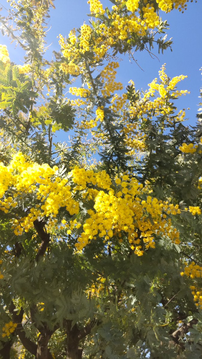 7ryokucha's tweet photo. 今日はミモザの日💛家のミモザアカシア、今年もきれいに咲いてくれました😄可愛い💛 https://t.co/MIWLOxkG51