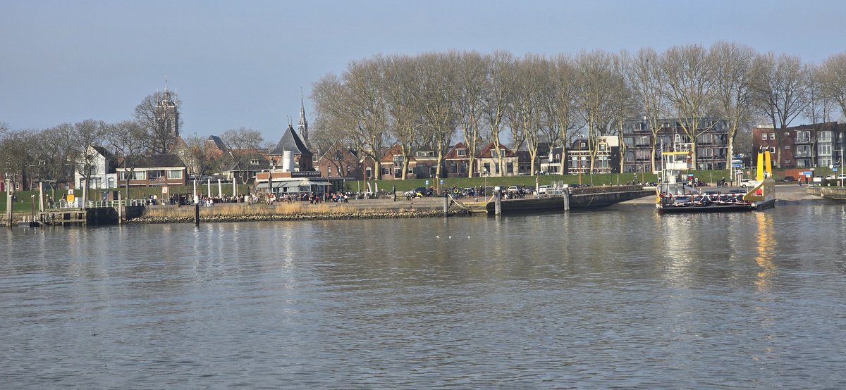 Eerste koeien buiten gezien in de #Alblasserwaard. Nu wachten op het pontje over de #Lek naar #Schoonhoven 😎🚴‍♀️☀️