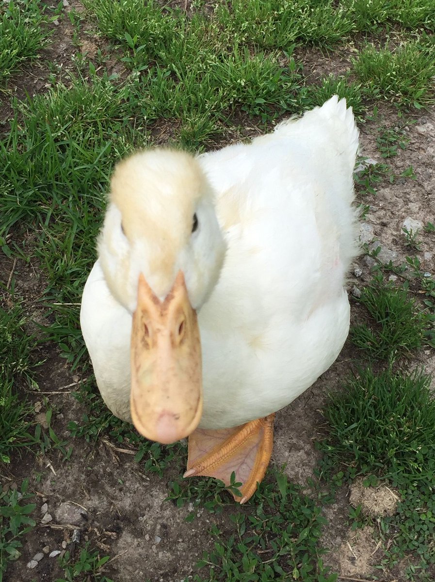 The Duck Poster tweet media