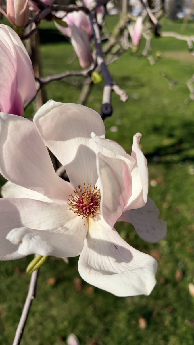 Kadınının ❝ Vatanı ❞ olacaksın ki . . 

Senden uzak her yer ona gurbet olsun 💝🌸🌺🥰🎈🧿❤️💐💃

Manolyalar açmış 🌸