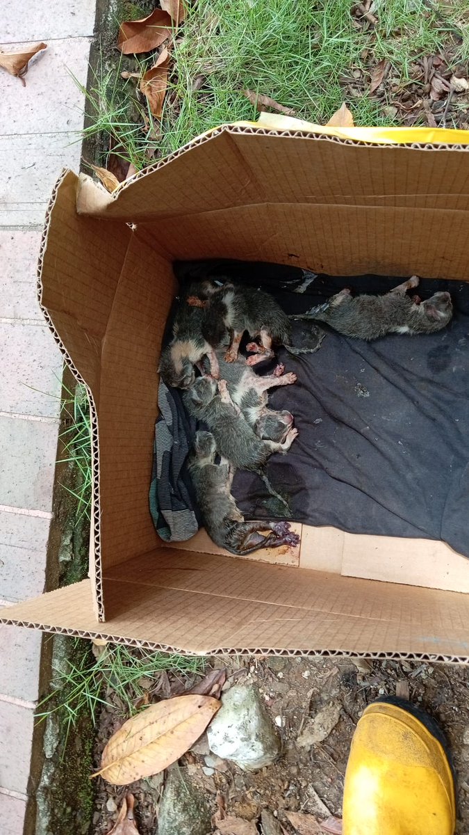 DefensoresAn's tweet photo. Cuál es la diferencia en estos 2 casos? @Proanimal_gye busca a quien abandonó gatos en Mucho Lote, mientras se desentiende de gatitos abandonados en Kennedy Norte frente a cámaras de @segura_ep. Investigar y sancionar depende de quién es el maltratador? @taticoronelf @alcaldiagye https://t.co/bhDfx2iwP7