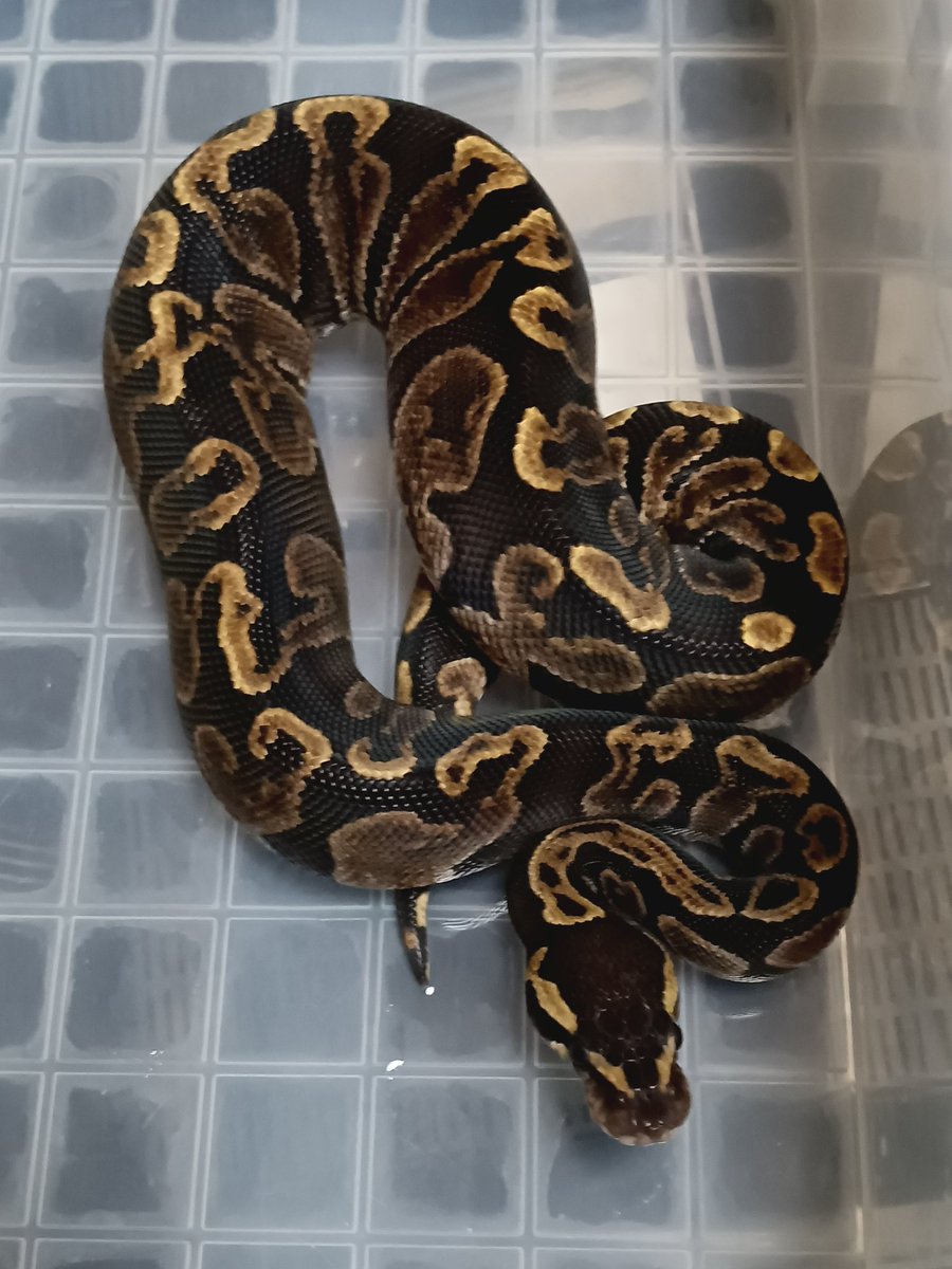 チェシャ猫a.k.a. 猫さん tweet media