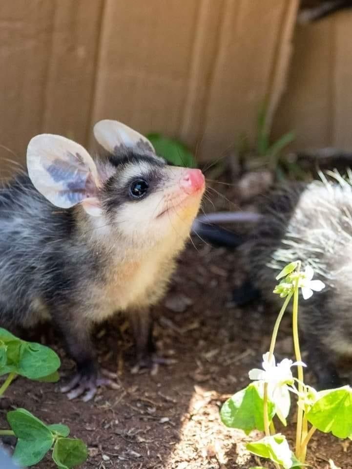 Snaggletooth Screamer tweet media