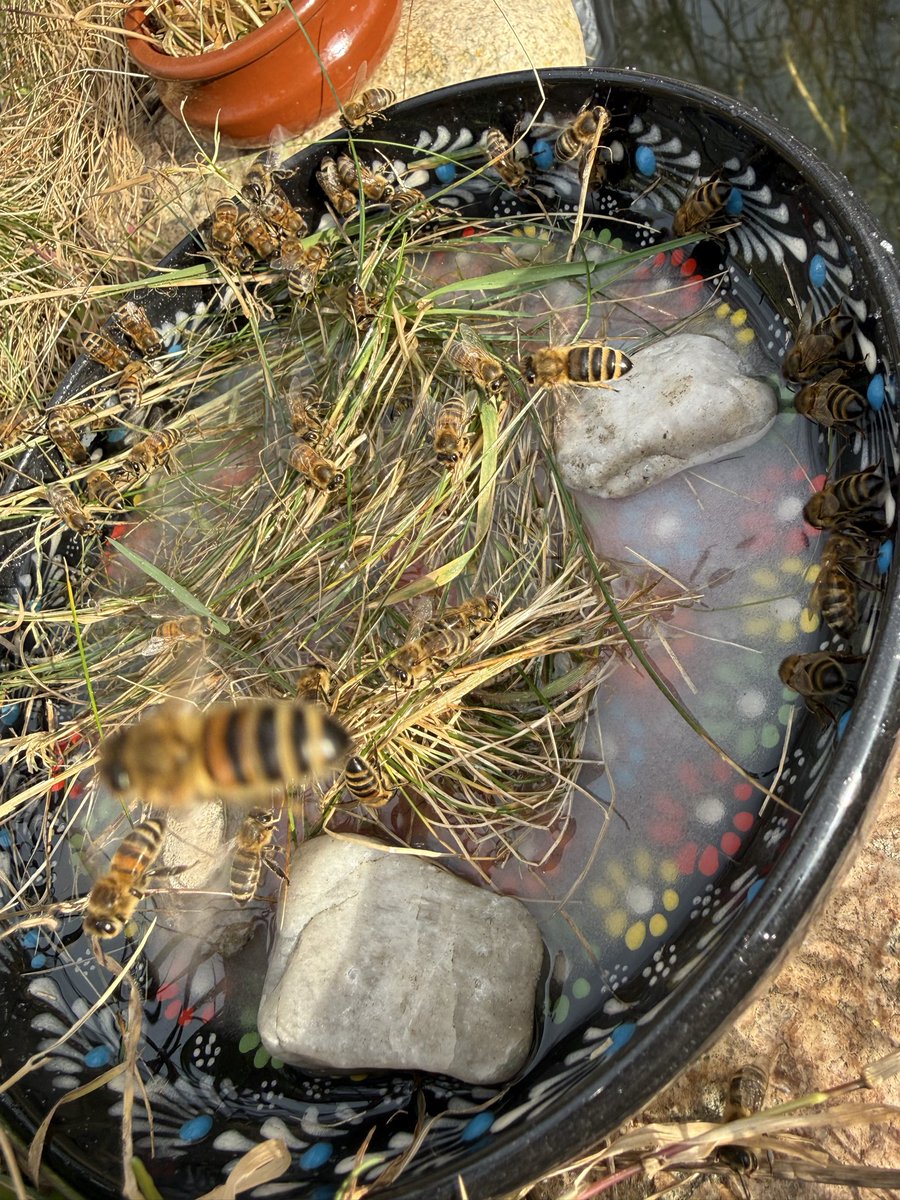 🇩🇪 MeloNe tweet media