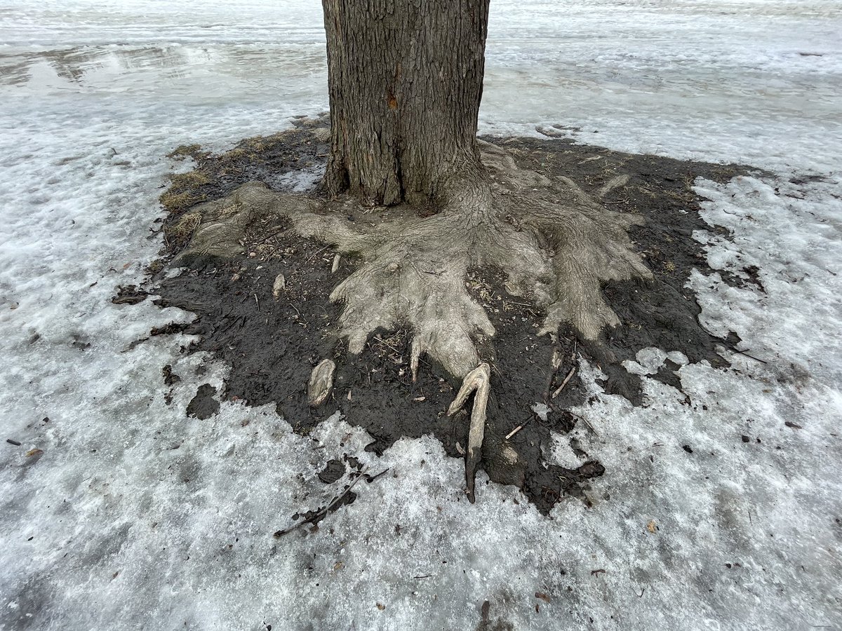 Trinity Bellwoods & Park tweet media