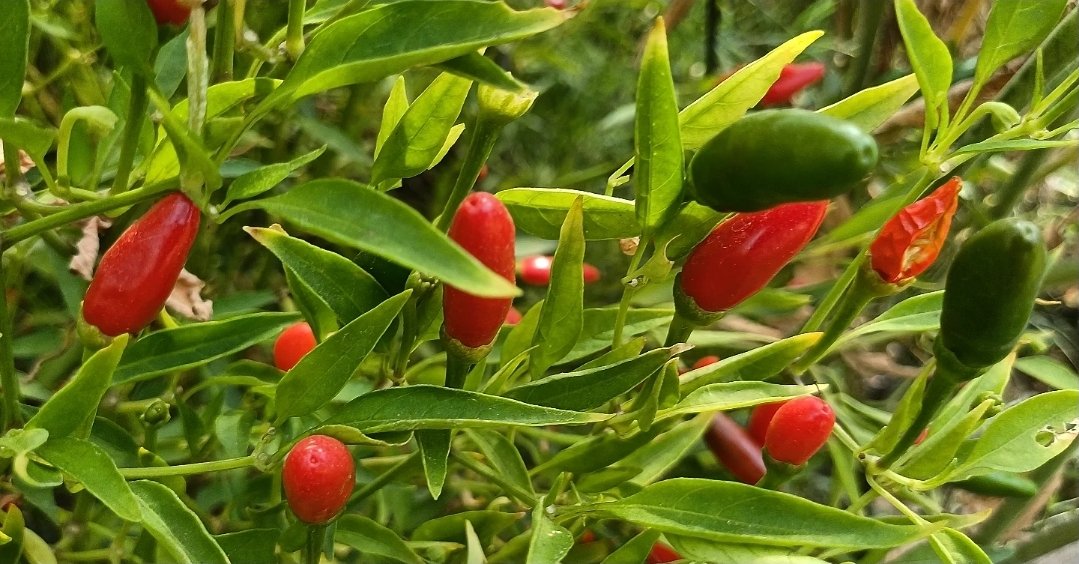 🌶👀🐦 Bello y picante ají ojo de pájaro (Bird’s eye chili - 50.000 y 100.000 SHU). Las aves no perciben el picor, lo que favorece la dispersión de las semilla. Por esto, el fruto crece apuntando hacia arriba, haciéndose más visible y fácil de alcanzar para los pájaros🌶🔥🥵