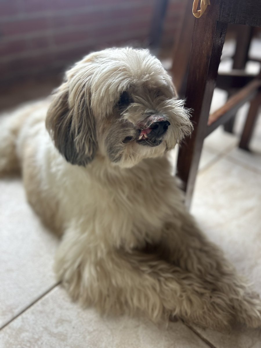 Meu pequeno entrou numa briga com outro cachorro no portão da chácara 😞