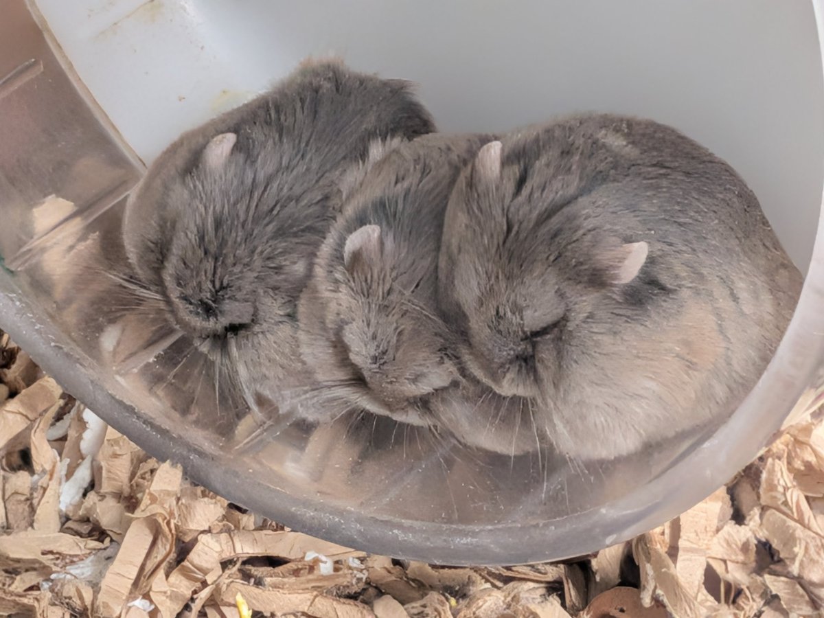 teitokukai's tweet photo. 今日のネムネムハムちゃん達 https://t.co/XqahNCt03A