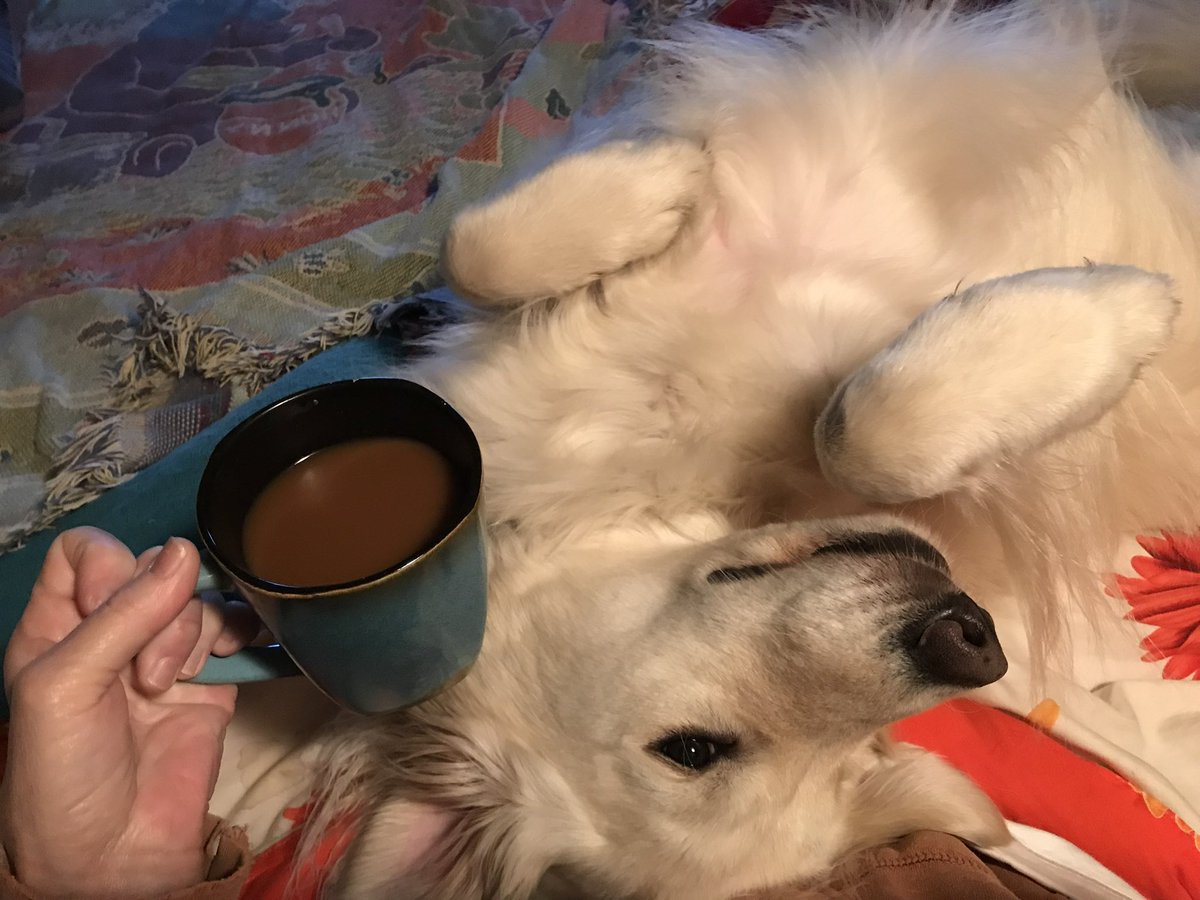 Sampson the Service Dog tweet media