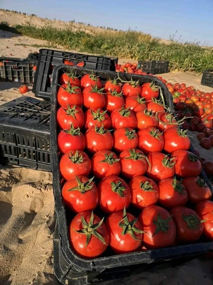 Alpha Index Pro tweet media