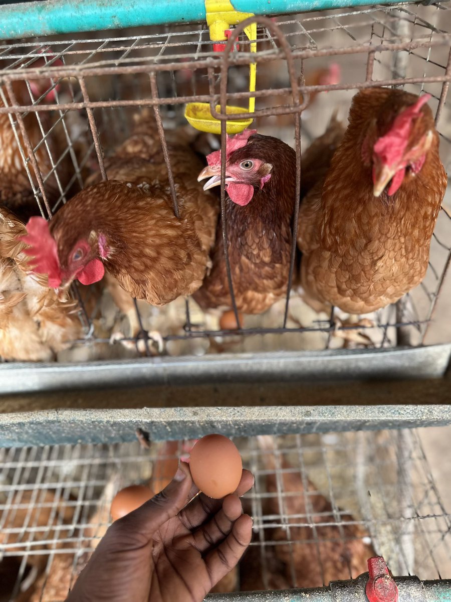 Rileystill02's tweet photo. Guys tell me congratulations in the comments, my first set of birds started dropping eggs Today… 🫣 https://t.co/f2pt2BoBJW