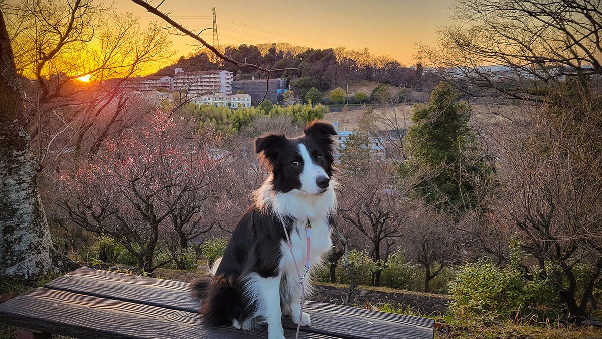 ボーダーコリーのアロア tweet media