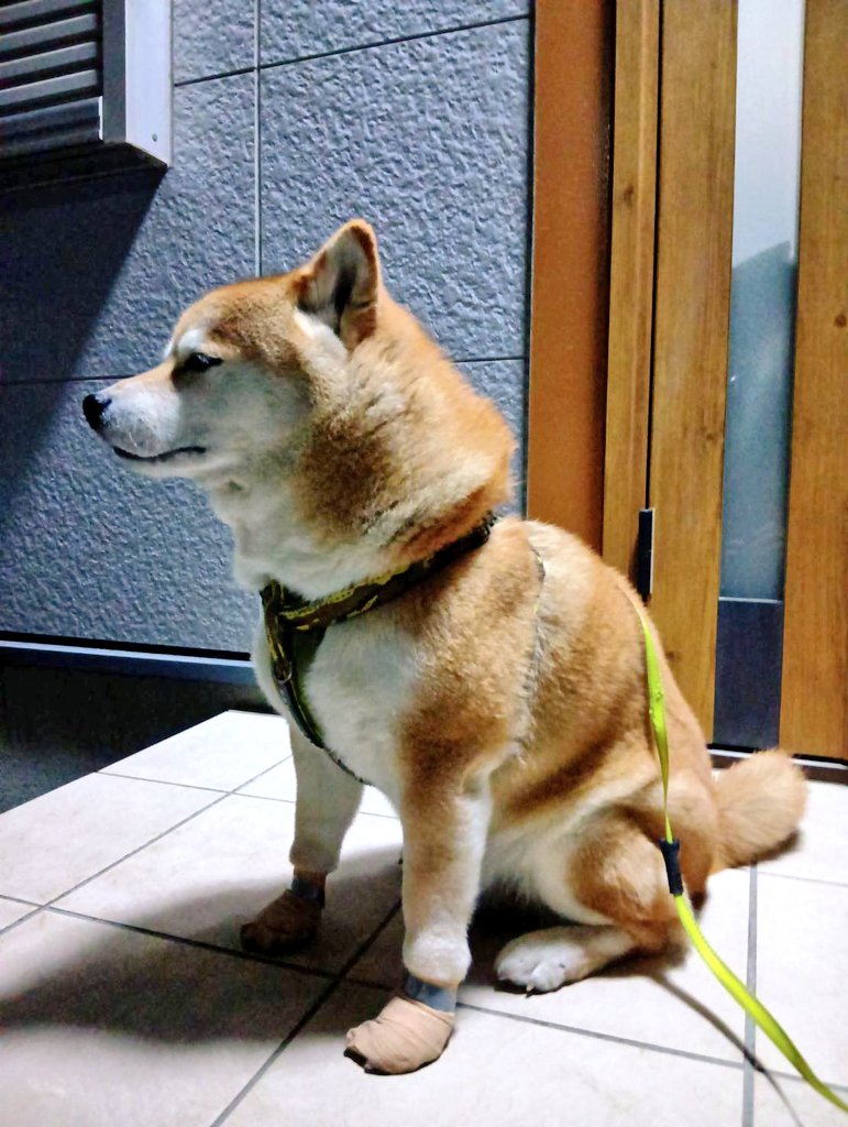 チョビ tweet media