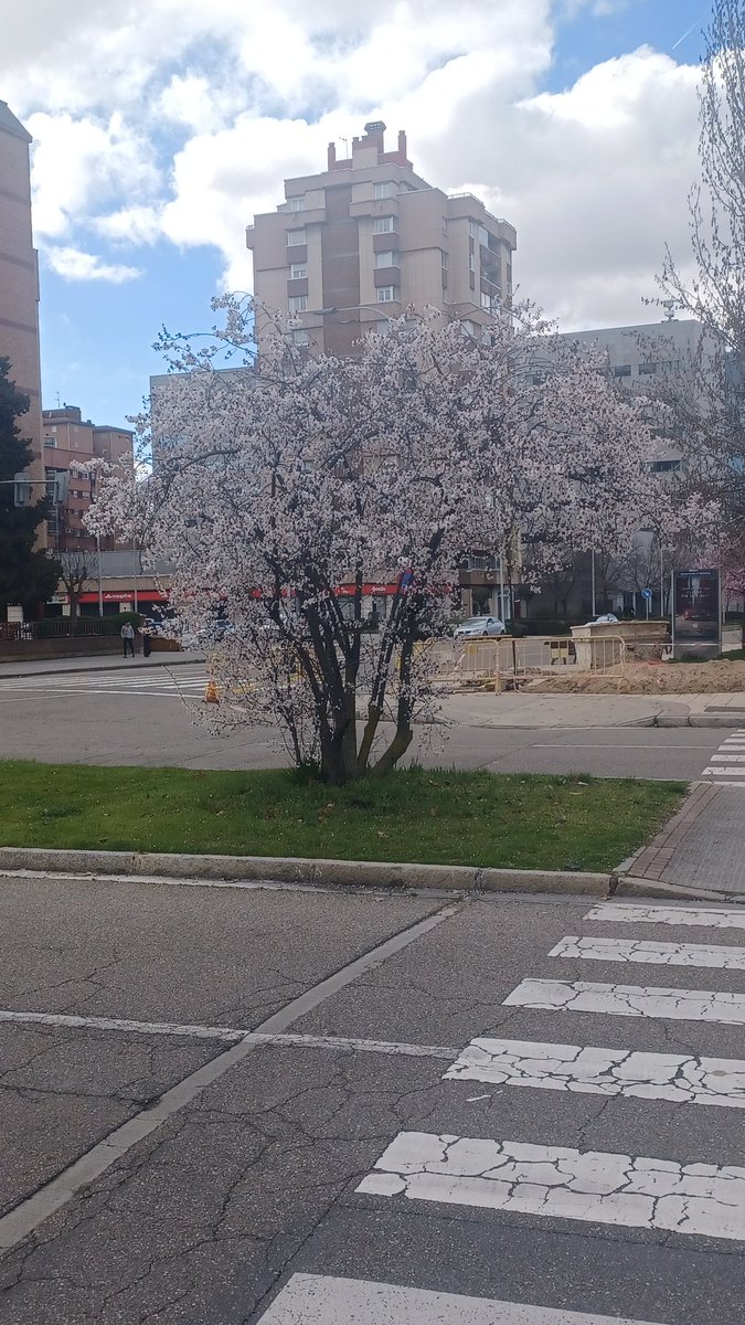 cubitdelmando's tweet photo. Feliz 8M, que florezca vuestro futuro como el Árbol del Cerezo https://t.co/osdjgbpgOd