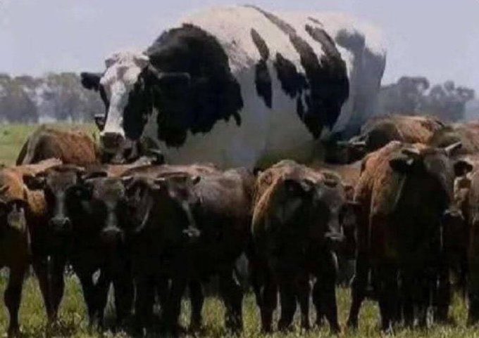 How I feel when my tweets hits ten likes