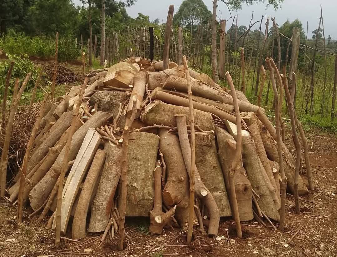 JD Orengo Mtetezi tweet media