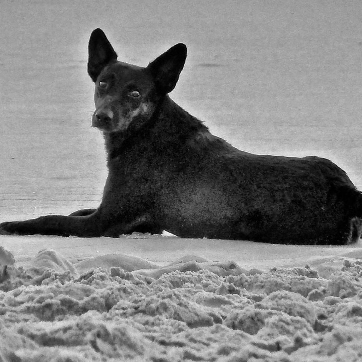 O Orelha está sendo esquecido aos poucos… estão deixando de postar, de comentar e até de lembrar dele. 😭💔
Quando não é visto, acaba não sendo lembrado.

Mas se depender de mim, jamais será esquecido. 🐾

#JustiçaPorOrelha 
#OrelhaVive