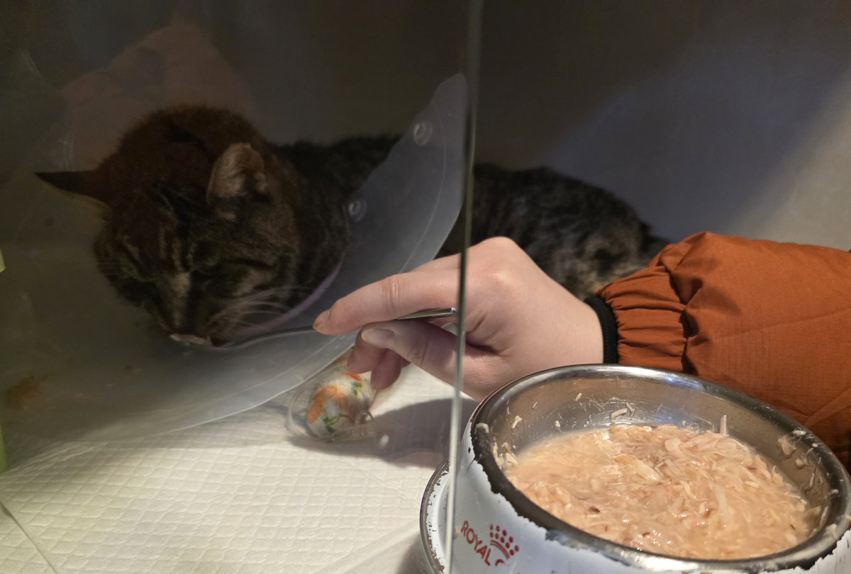 thisisthenorang's tweet photo. 🆘긴급 ❗️도와주세요❗️🆘 
톰 오늘 완전히 기력이 없어 구조해야했어요!! 그런데 톰 상태가 더 심각해요
극심한 탈수상태임에도 빈혈수치 10을 밑도는 상태로 수액처치시 빈혈로 인한 쇼크사가 염려되지만 탈수가 먼저라 수액처치를 안할순 없다고 해요  긴급수혈이 필요할거라고 하세요. https://t.co/lb1BJWy9E5