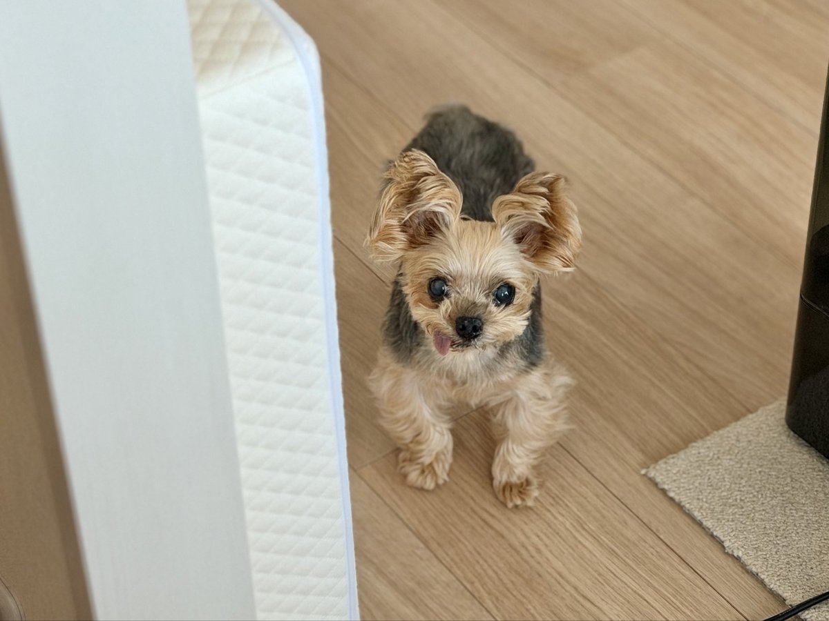 キキ🐶 tweet media