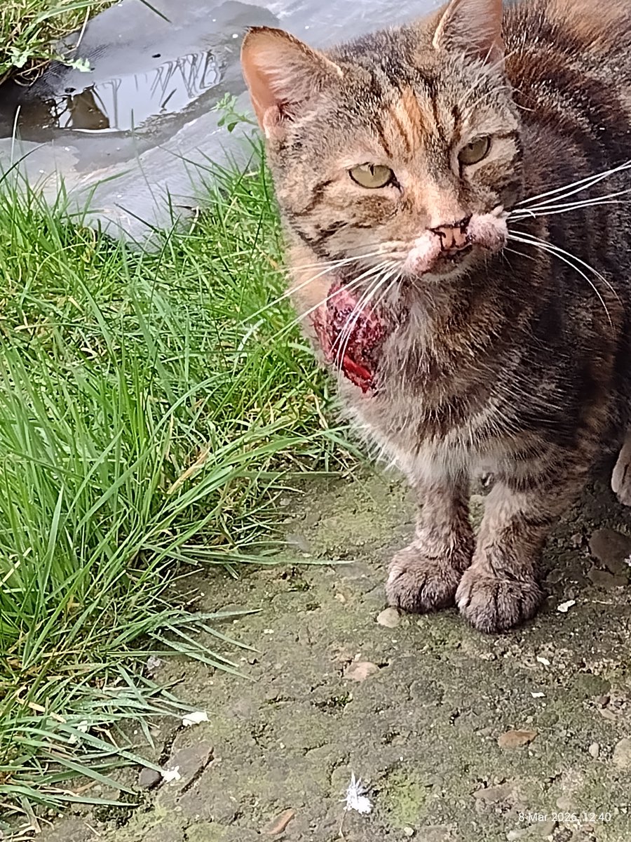 CrazyCat tweet media