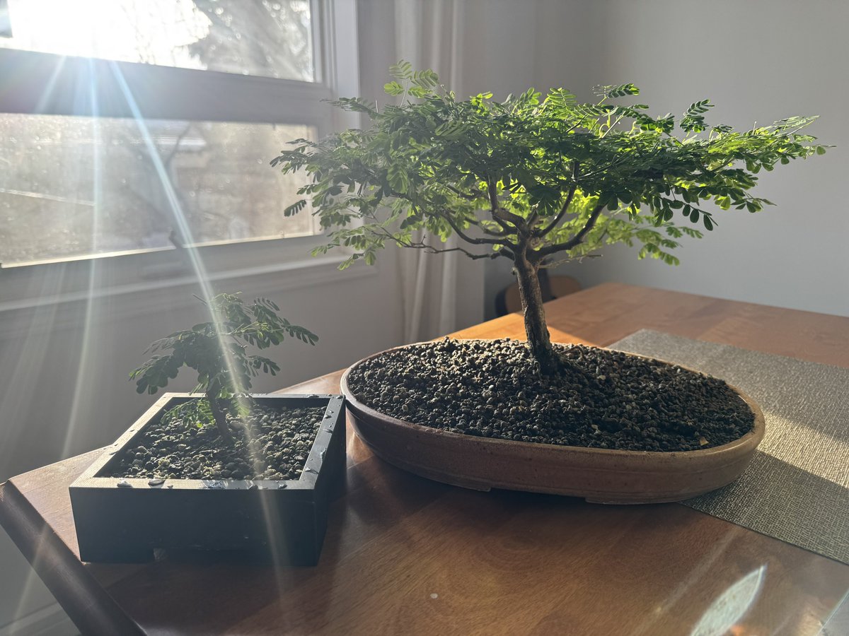 It’s beginning to feel a lot like spring with the clock change this morning, and the bonsai looking vibrant. Here is an update on my Brazilian raintree motherplant and baby tree taken as a cutting. Both did quite well over the winter indoors under artificial lighting.