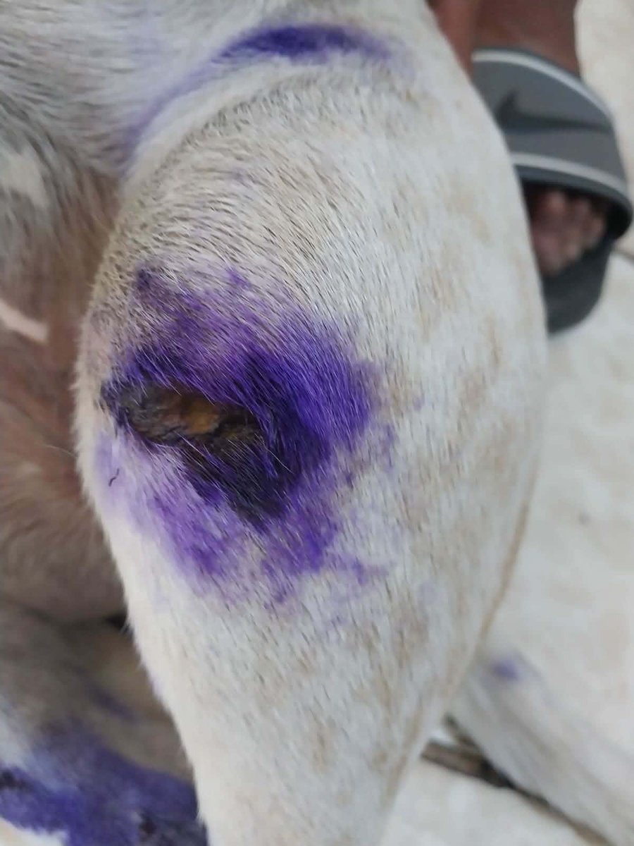 Cari Tortas tweet media