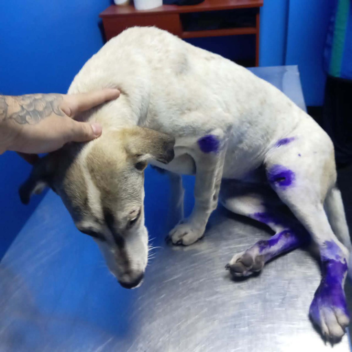 Cari Tortas tweet media