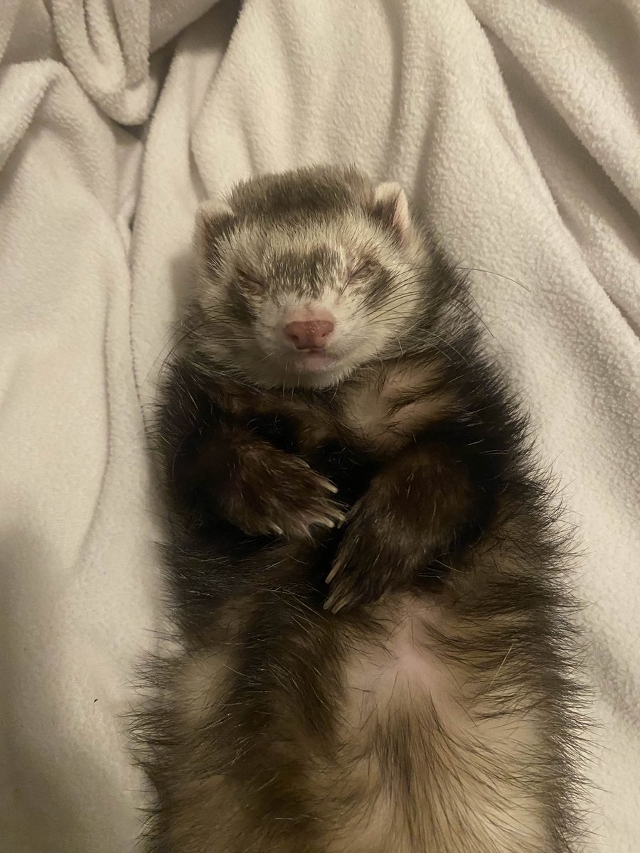 Ferret Friend (@ferretfriend__) on Twitter photo 