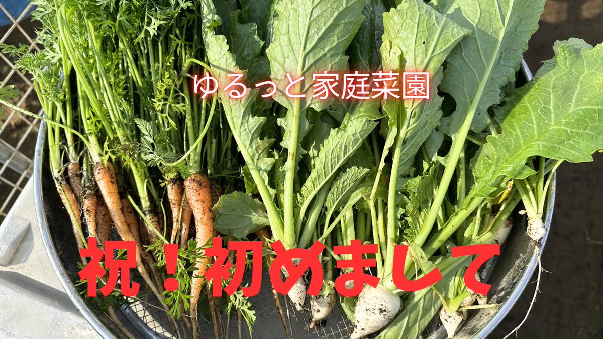 colemandaisuki's tweet photo. なんとなくYouTube動画つくって見ました。

HPやってた時みたいに��強ですね。

https://t.co/V9rV7bvRty

#家庭菜園 #YouTubeはじめました https://t.co/AUuC4Q4E2Z