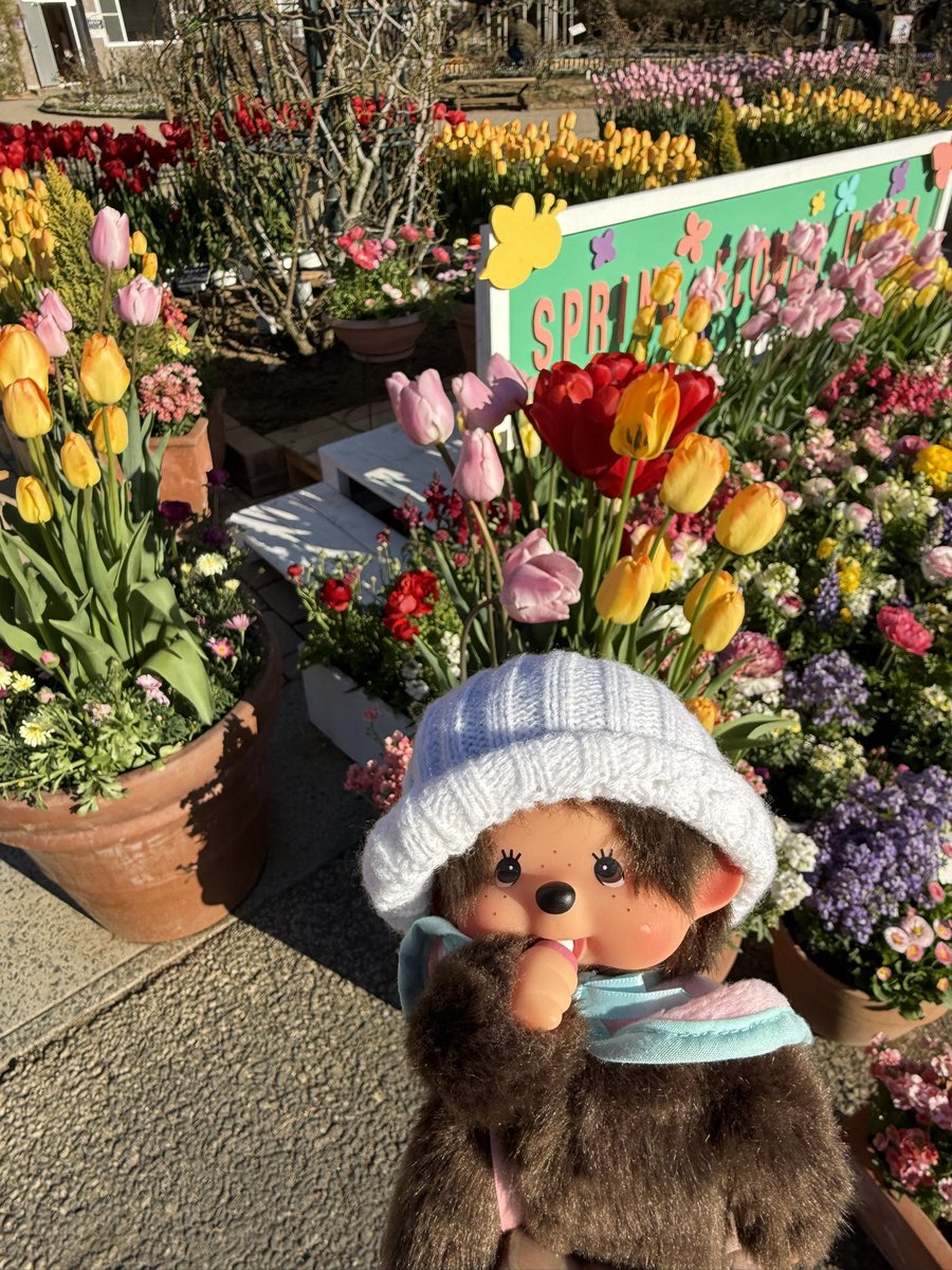 今日までの入場料無料クーポンが有ったので
足利フラワーパーク行って来ました
本来の目的は限定、藤色モンチなんだけど
店員さんに聞いたら４月に入荷予定との事でした💦
今はチューリップ🌷が見頃のようです〜