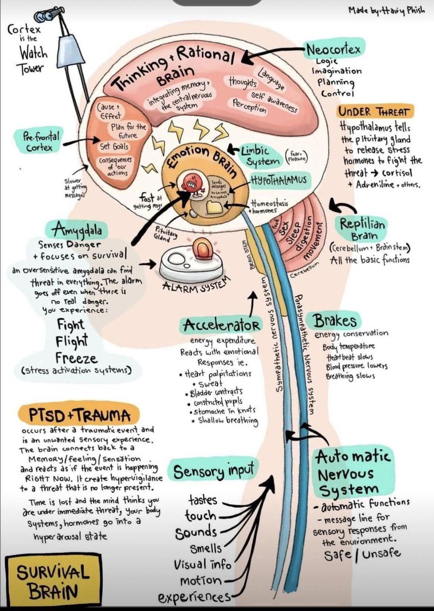 RebolledaGil's tweet photo. Cuando la gente experimenta traumas, su cerebro cambia a "modo de supervivencia" para mantenerlos a salvo. Este cambio, destinado a protegerlos en situaciones peligrosas, puede convertirse en el modo predeterminado del cerebro en personas con trastorno de estrés post-traumático👇 https://t.co/GcGQLKj3zz