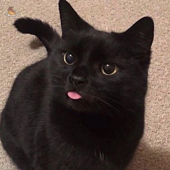 SOC-IE 💛 ˚☽˚.⋆ tweet media