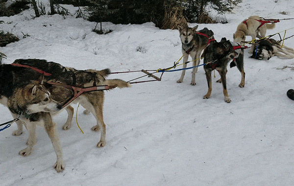 CagesFree's tweet photo. Death Itself Attends the 2026 #Iditarod
Bitter cold biting at their noses & ears, icy conditions causing their bleeding & raw paws to slip, being forced to run to the point of collapse are all that dogs have to look forward to in 2026 Iditarod
#Mushers
https://t.co/hRH5Ac1Fq8 https://t.co/awEmm9AiOQ