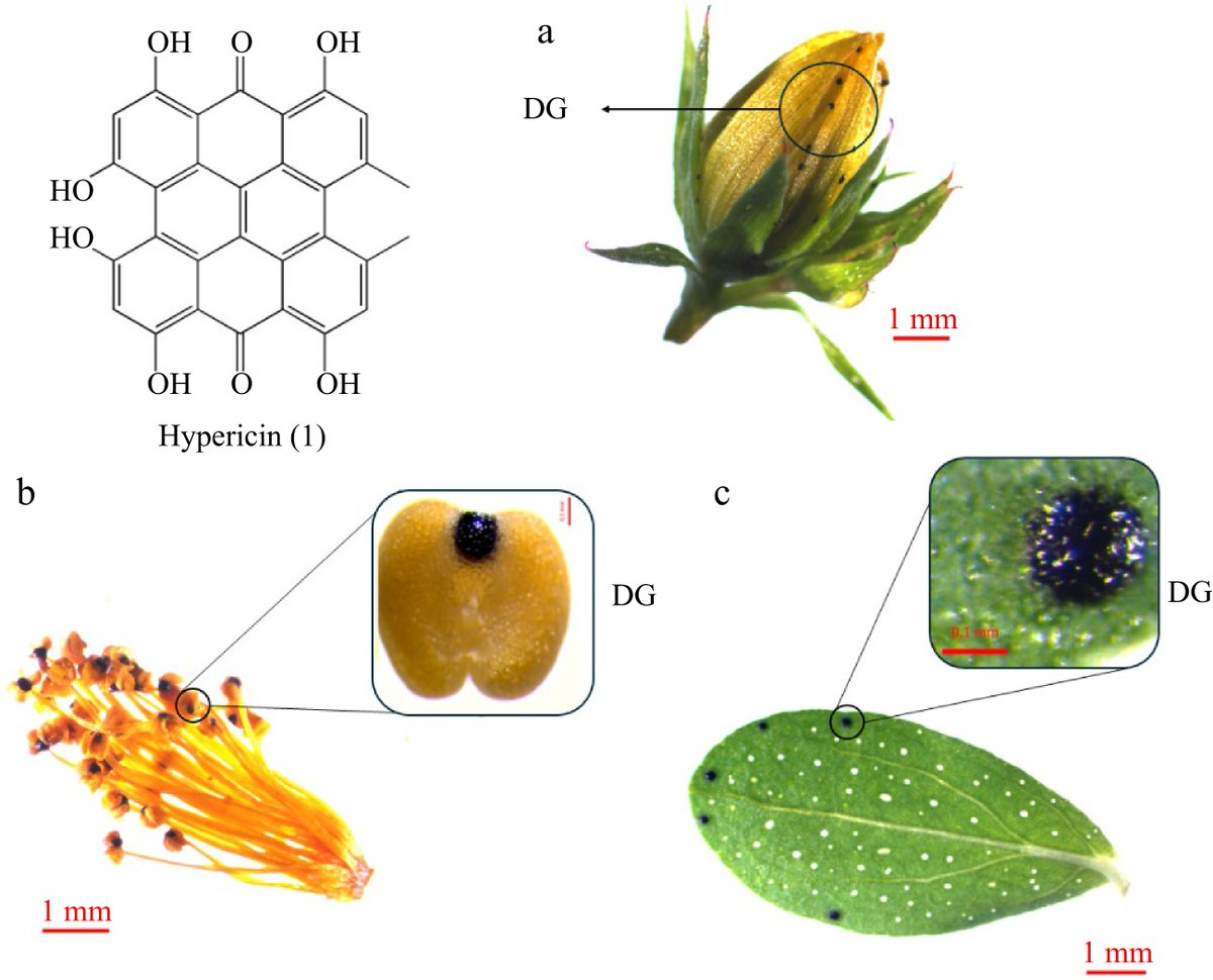 HortiPlant's tweet image. #MPB 
Review explores biosynthesis of key medicinal compounds (hypericin, hyperforin) in Hypericum, highlighting new genomic insights for optimizing production. 
@MaximumAcademic @sci_plant #Hypericum #StJohnsWort
Details: maxapress.com/article/doi/10…