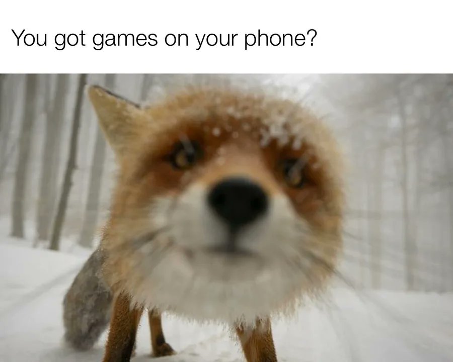 Flint the Porcupine tweet media