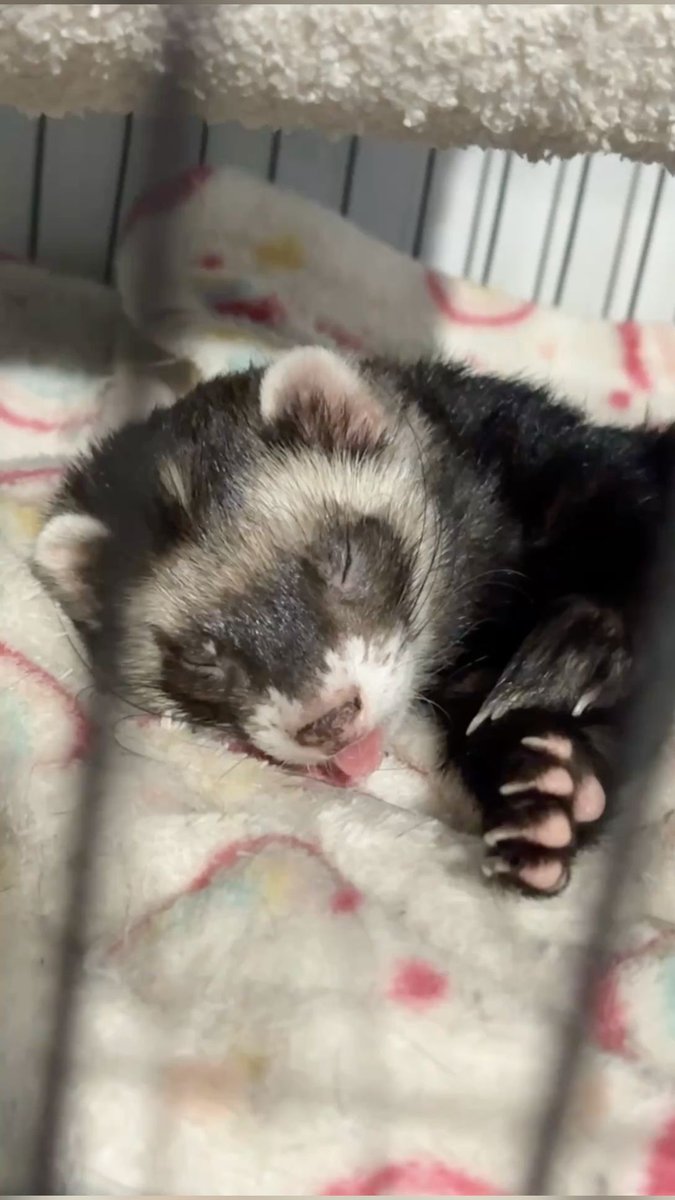 Ferret Friend tweet media