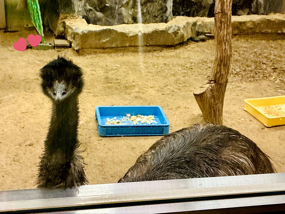 yuria3963's tweet photo. 大阪に来ております⸜(*˙꒳˙*)⸝

はじめて天王寺動物園行ってきました！
久しぶりに動物園を見て回ったけれど、童心に帰れて楽しかったです₍₍ (ง ˙˘˙ )ว₎₎ https://t.co/u8i4fIvglR