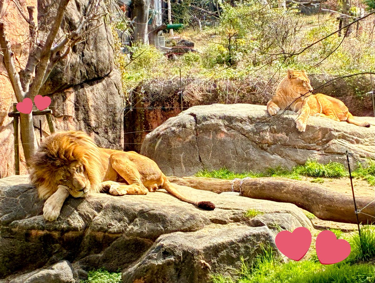 yuria3963's tweet photo. 大阪に来ております⸜(*˙꒳˙*)⸝

はじめて天王寺動物園行ってきました！
久しぶりに動物園を見て回ったけれど、童心に帰れて楽しかったです₍₍ (ง ˙˘˙ )ว₎₎ https://t.co/u8i4fIvglR