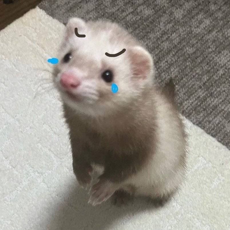Ferret Friend tweet media