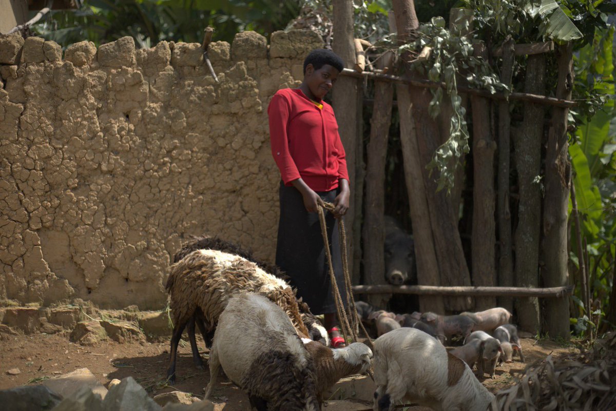 mutesi_lydie's tweet photo. Mu mushinga #SheCan /#UmugoreArashoboye, wa #WorldReliefRwanda @WrrRwanda, yafashije abagore bo muri Nyamagabe bari mu ma koperatives yo kwiteza imbere kugera ku mari, aho ku bufatanye na @RwEquityBank abagore bahabwa inguzanyo ku nyungu nto , ndetse ntibasabwe ingwate, ibi byahinduye ubuzima bwa benshi, biteza imbere, ndetse badasize imiryango yabo.
#IWD2026
#UmugoreNiUwAgaciro