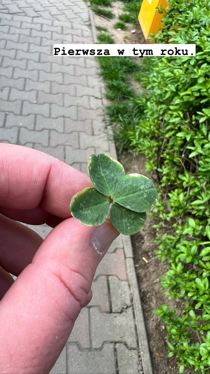 Smoky Bear tweet media