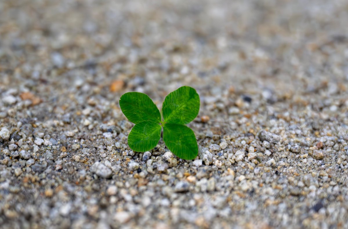 Smoky Bear tweet media