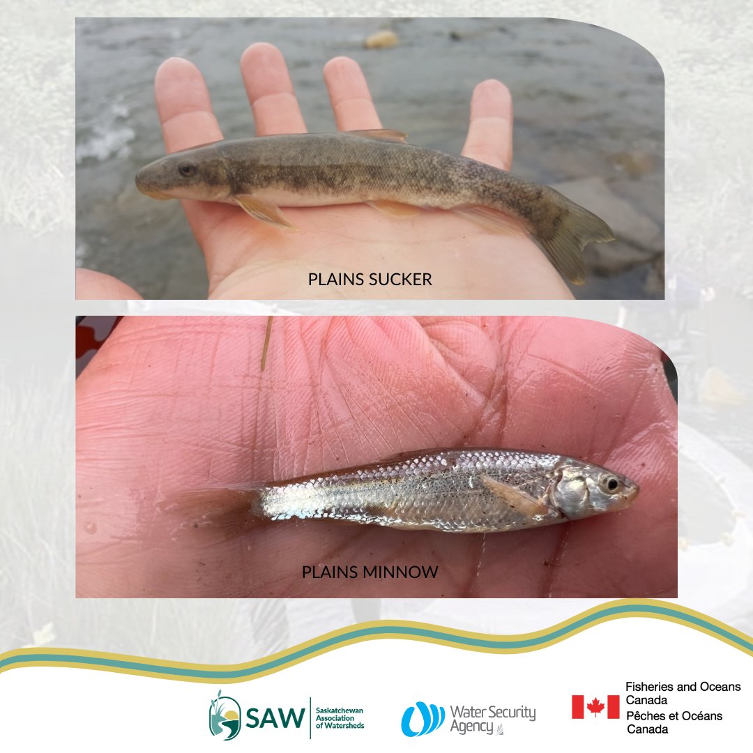 Saskatchewan Association of Watersheds tweet media