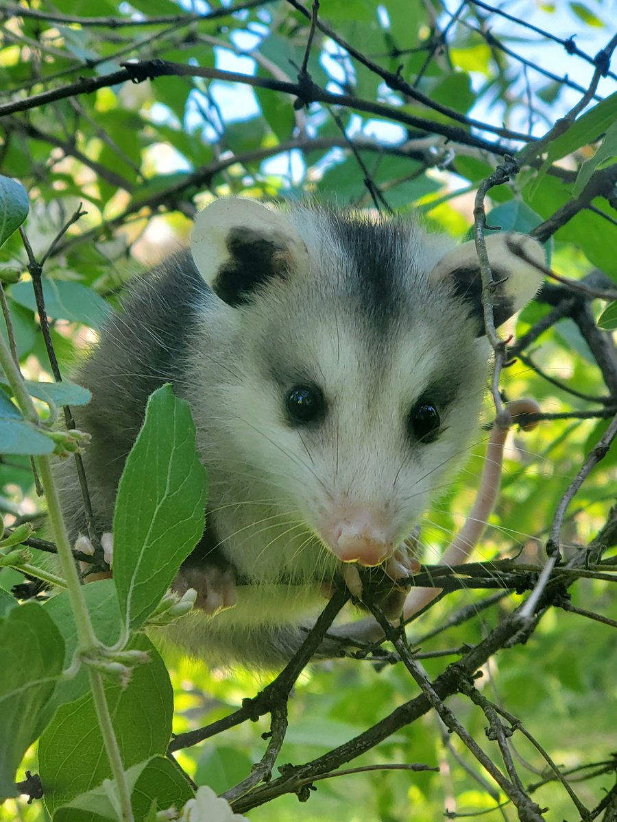 Possum_Daily tweet media