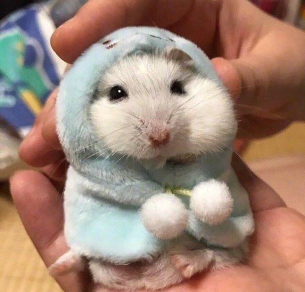 hamjin bot tweet media