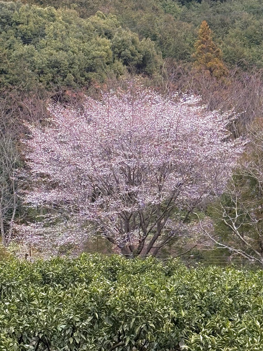 atomdiver's tweet photo. 三重県紀北町道瀬のクマノザクラはもうすぐ満開🌸 https://t.co/YjNG7t9cGR